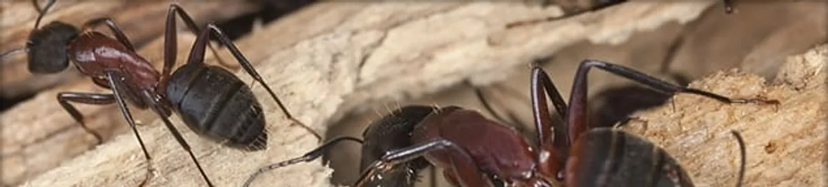 Close-up of ants on wood showing an active ant infestation in Tuscaloosa, AL