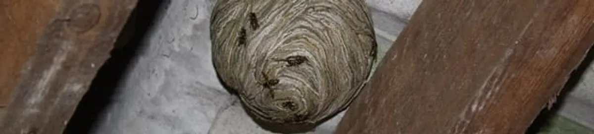 Wasp nest in an attic space, a common home infestation risk in Tuscaloosa, AL