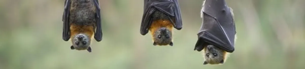 Bats roosting together, a common sign of a bat infestation in Tuscaloosa, AL
