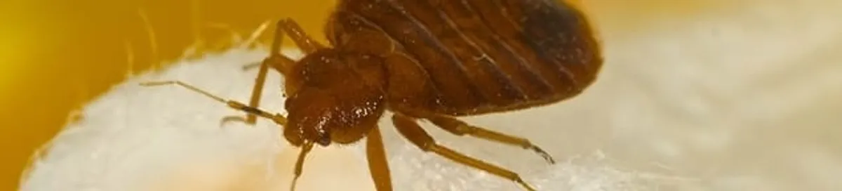 Close-up of a bed bug, a sign of an active infestation in Tuscaloosa, AL