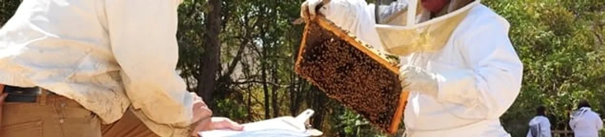 Bee removal specialists relocating a hive and honeycomb safely in Tuscaloosa, AL