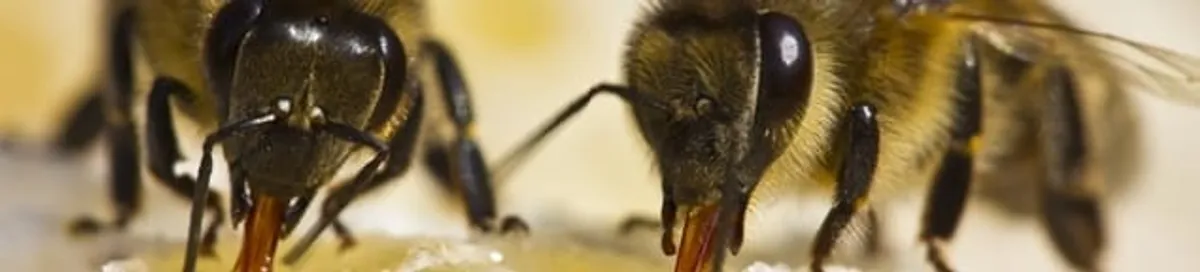 Close-up of honey bees, a sign of a nearby hive in Tuscaloosa, AL