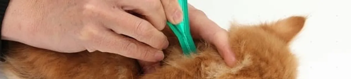 Flea treatment for pets using a flea comb, a sign of flea problems in Tuscaloosa, AL
