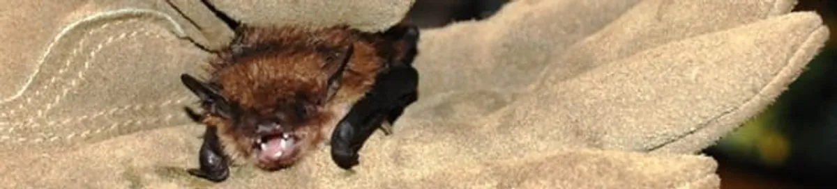Bat removal specialist holding a bat safely during humane exclusion in Tuscaloosa, AL