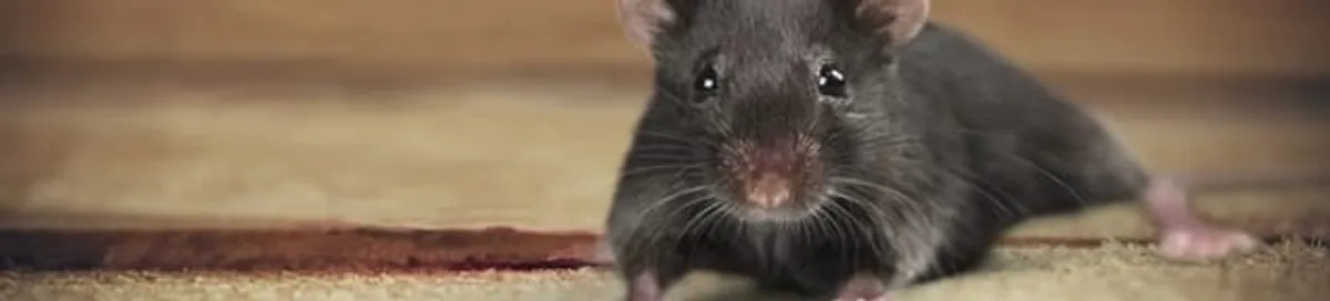 Mouse indoors, a common sign of a rodent infestation in Tuscaloosa, AL