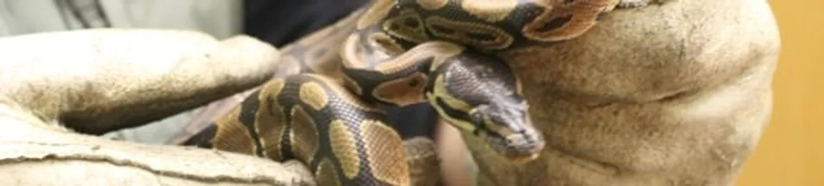 Snake removal specialist safely handling a snake with protective gloves in Tuscaloosa, AL