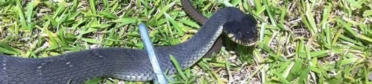 Snake in a yard, a common sign of a snake problem near a home in Tuscaloosa, AL