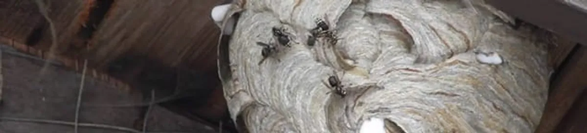 Close-up of a wasp nest with active wasps, a sign of an infestation in Tuscaloosa, AL